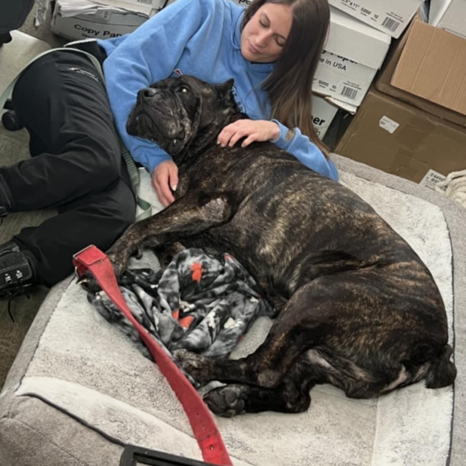 Enlarge Brutus, a ADOPTABLE mixed breed in Peotone, IL image 6/6