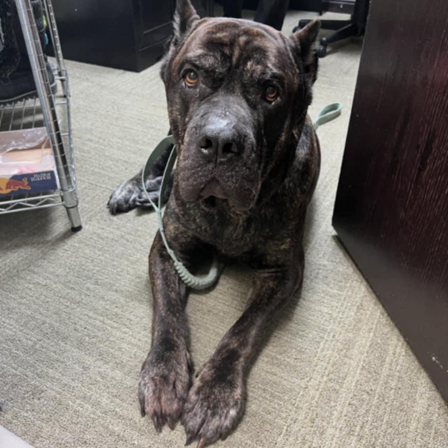 Enlarge Brutus, a ADOPTABLE mixed breed in Peotone, IL image 1/6