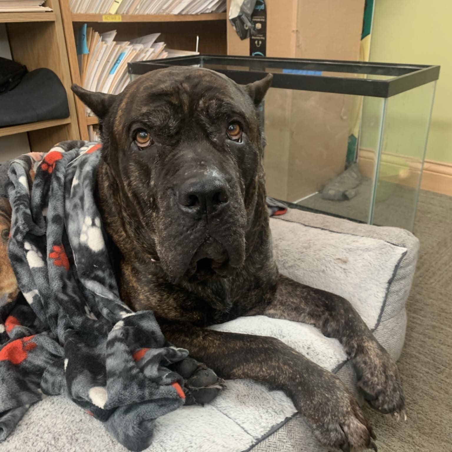 Enlarge Brutus, a ADOPTABLE mixed breed in Peotone, IL image 2/6