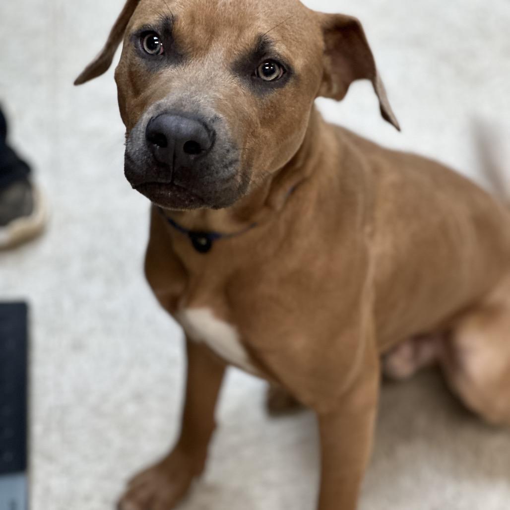 Thad 1147, Adoptable, Adult Male Mixed Breed.