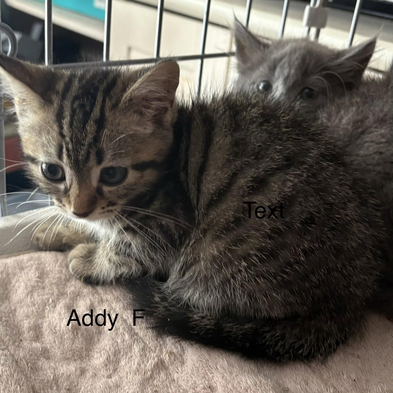 Addy (rt), Adoptable, Kitten Female Domestic Short Hair.