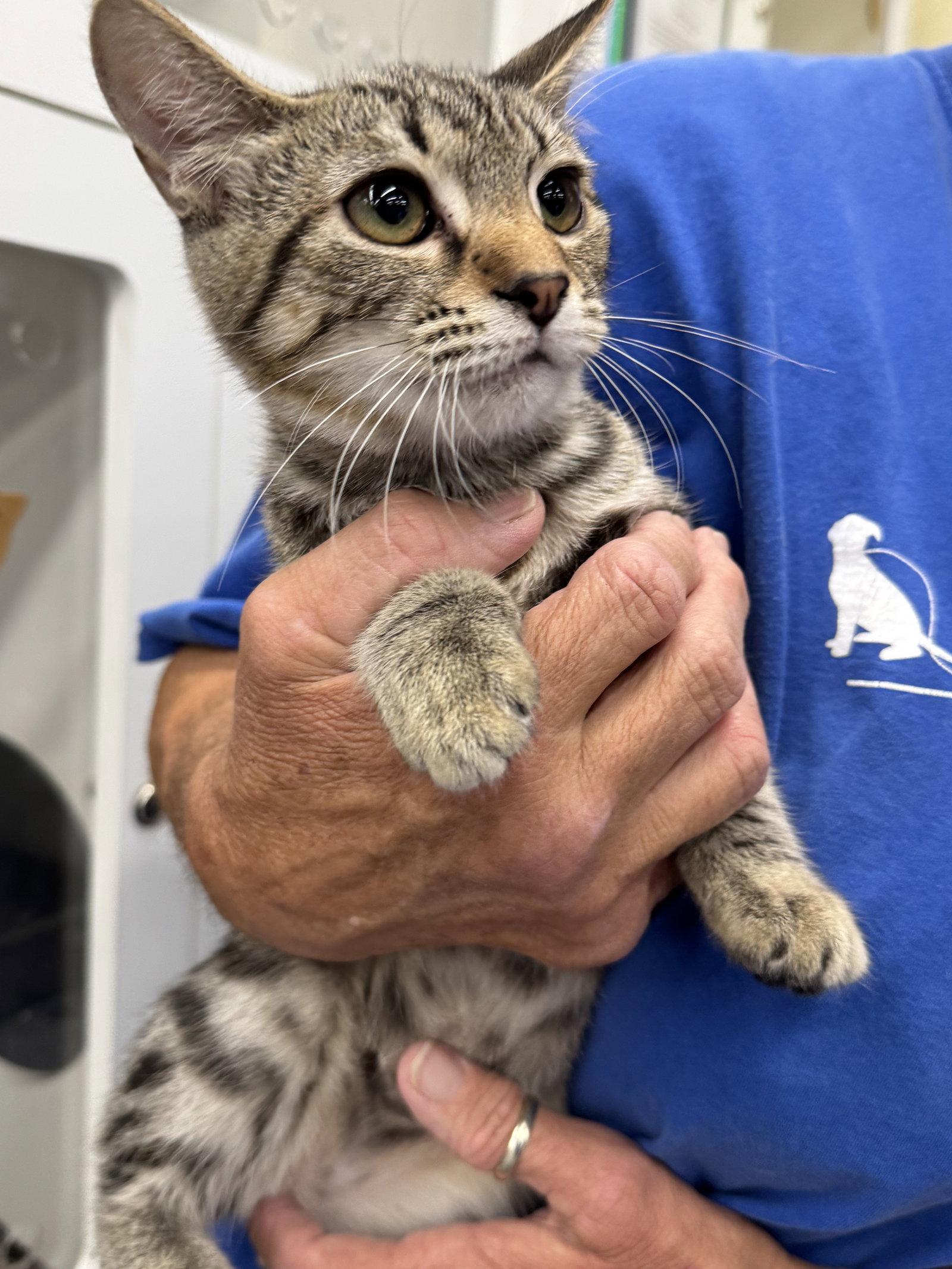Enlarge Addy  (rt), a Adoptable Domestic Short Hair in White Bluff, TN image 2/2