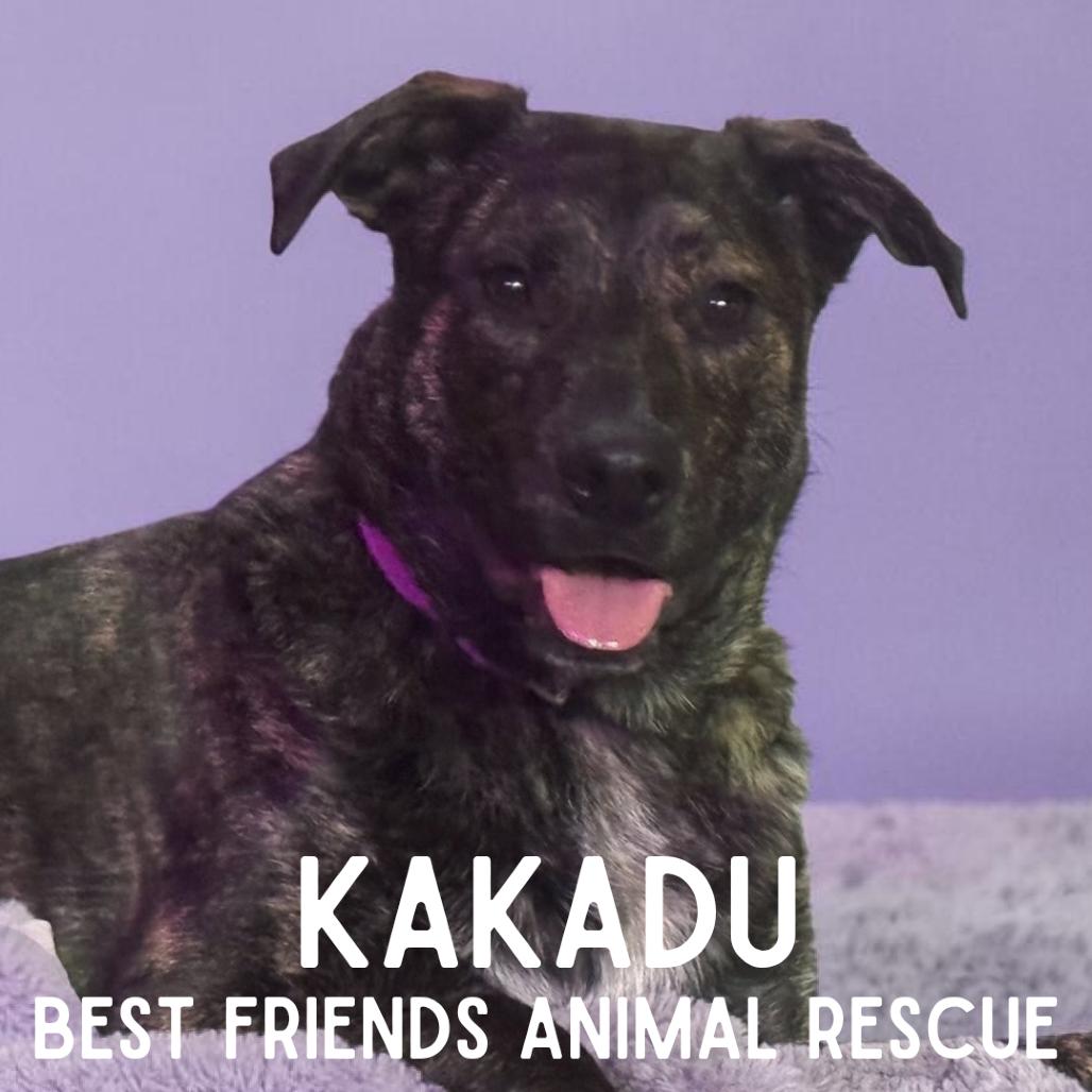 Kakadu, Adoptable, Young Female Australian Cattle Dog / Blue Heeler & Shepherd.