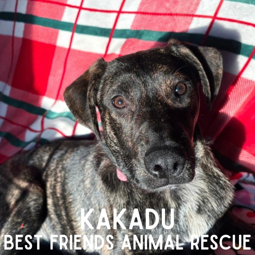 Kakadu, Adoptable, Young Female Australian Cattle Dog / Blue Heeler & Shepherd.