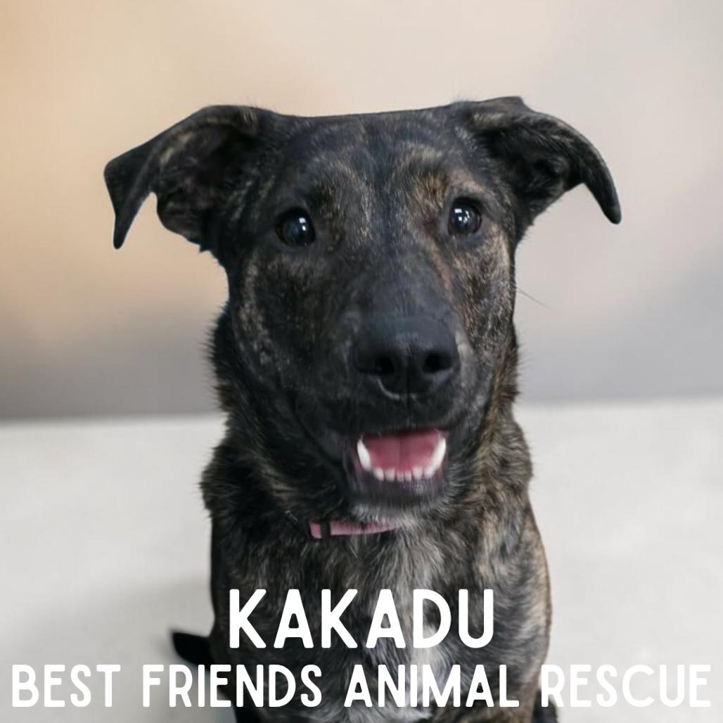 Enlarge Kakadu, a Adoptable mixed breed in Wasilla, AK image 2/6