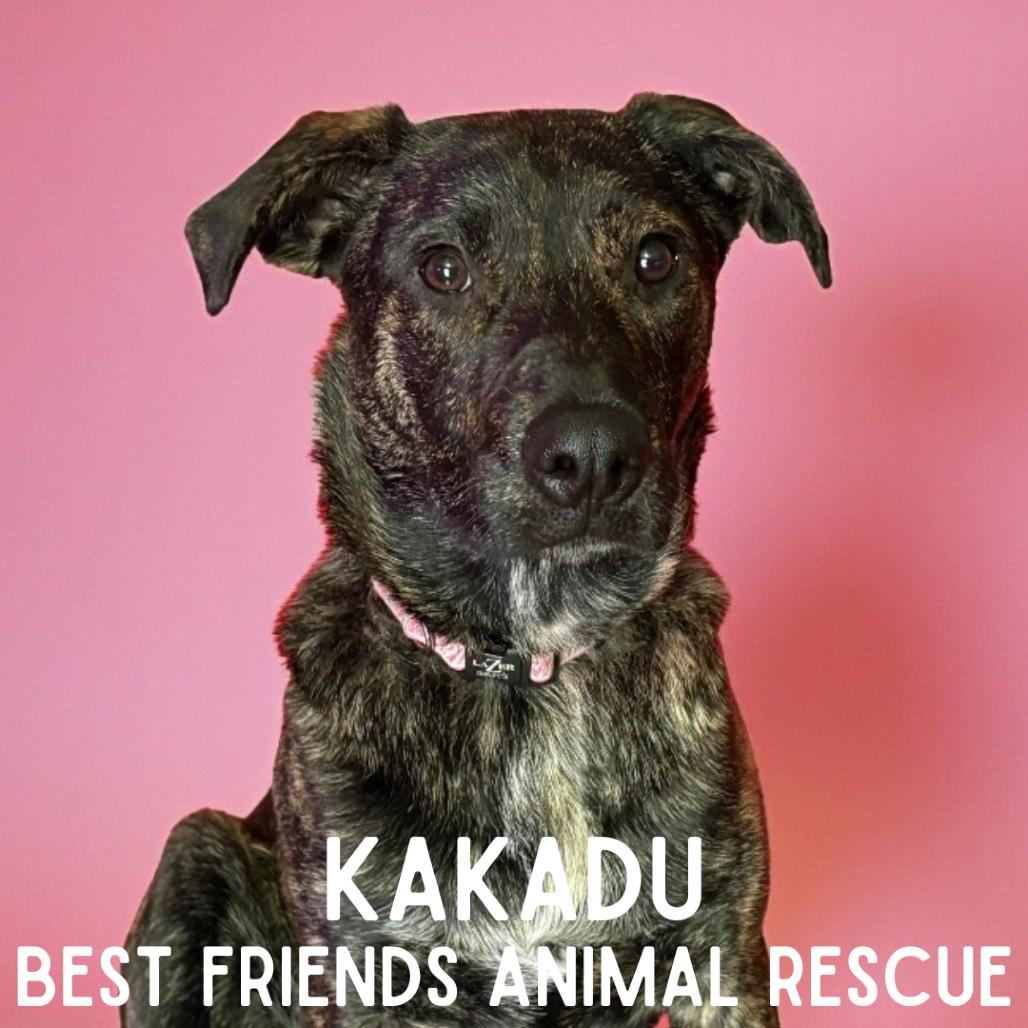 Kakadu, a Adoptable mixed breed in Wasilla, AK image 2/6
