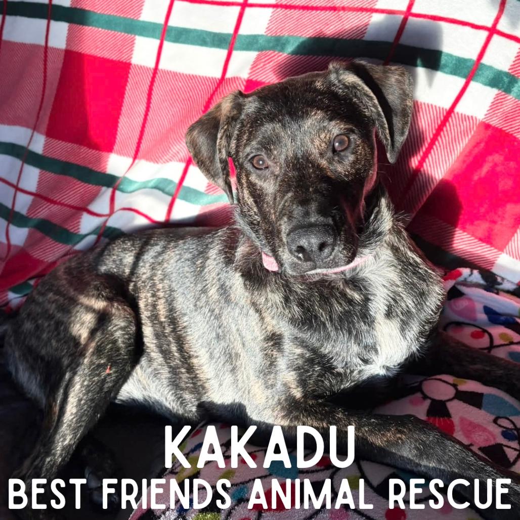 Enlarge Kakadu, a Adoptable mixed breed in Wasilla, AK image 2/5