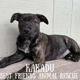 Kakadu, Adoptable, Puppy Female Australian Cattle Dog / Blue Heeler & Shepherd.