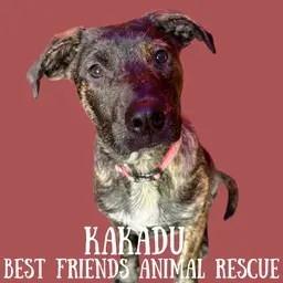 Enlarge Kakadu, a Adoptable mixed breed in Wasilla, AK image 2/3