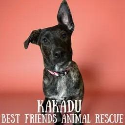 Enlarge Kakadu, a Adoptable mixed breed in Wasilla, AK image 3/3