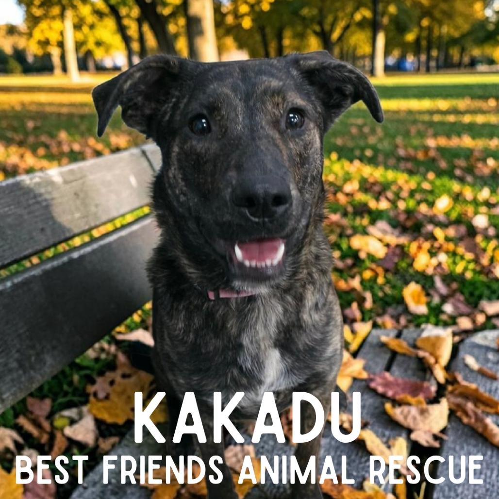 Enlarge Kakadu, a Adoptable mixed breed in Wasilla, AK image 6/6