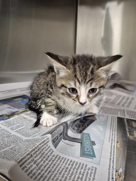 If-5, Adoptable, Kitten Male Domestic Short Hair.