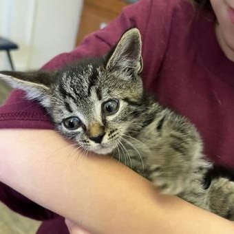 Enlarge Goldberry (Mrs. Tom Bombadil), a Adoptable mixed breed in Marshall, NC image 2/2