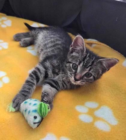Goldberry (Mrs. Tom Bombadil), Adoptable, Young Female Domestic Short Hair.