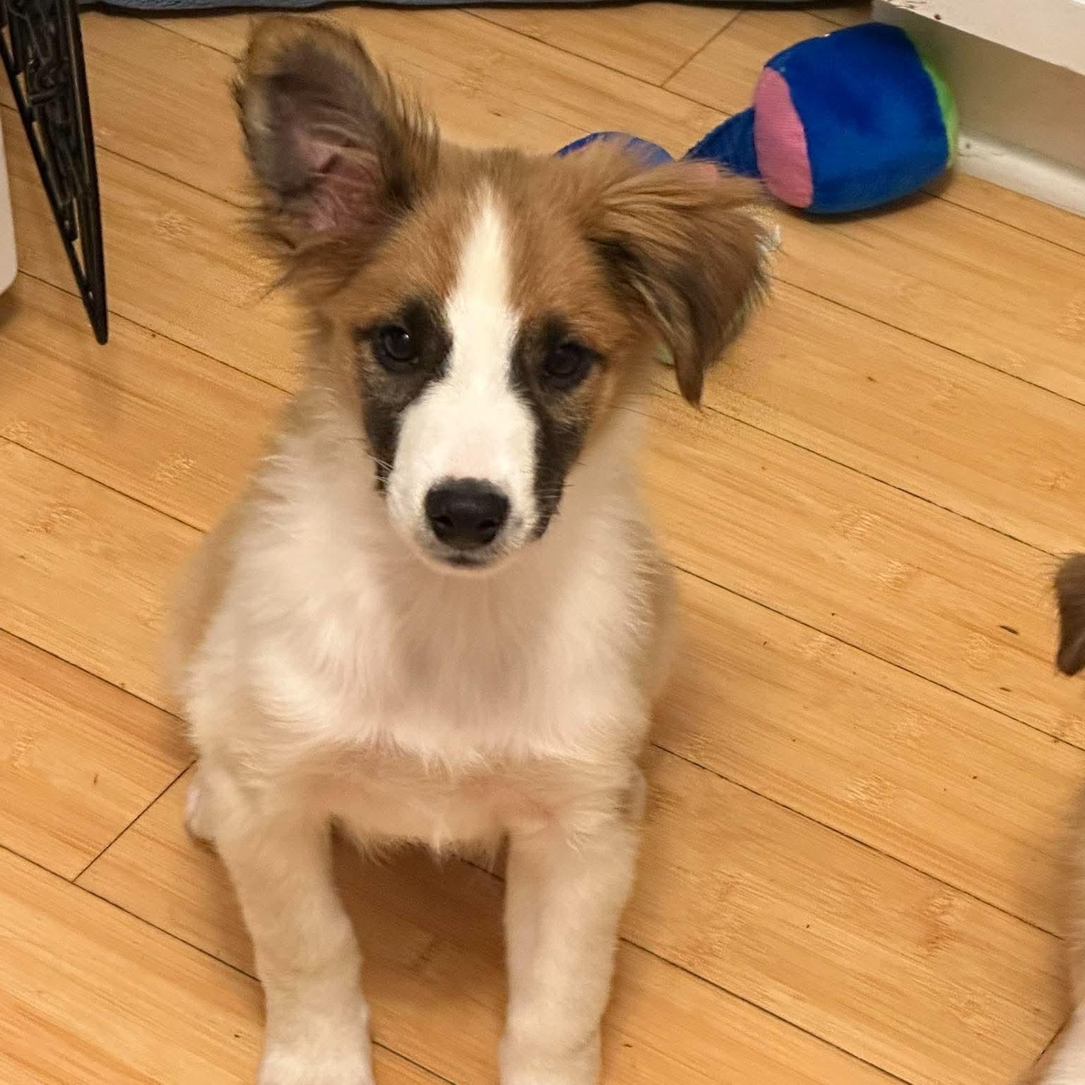 Enlarge Sherlock, a Adoptable mixed breed in Buffalo, NY image 5/6