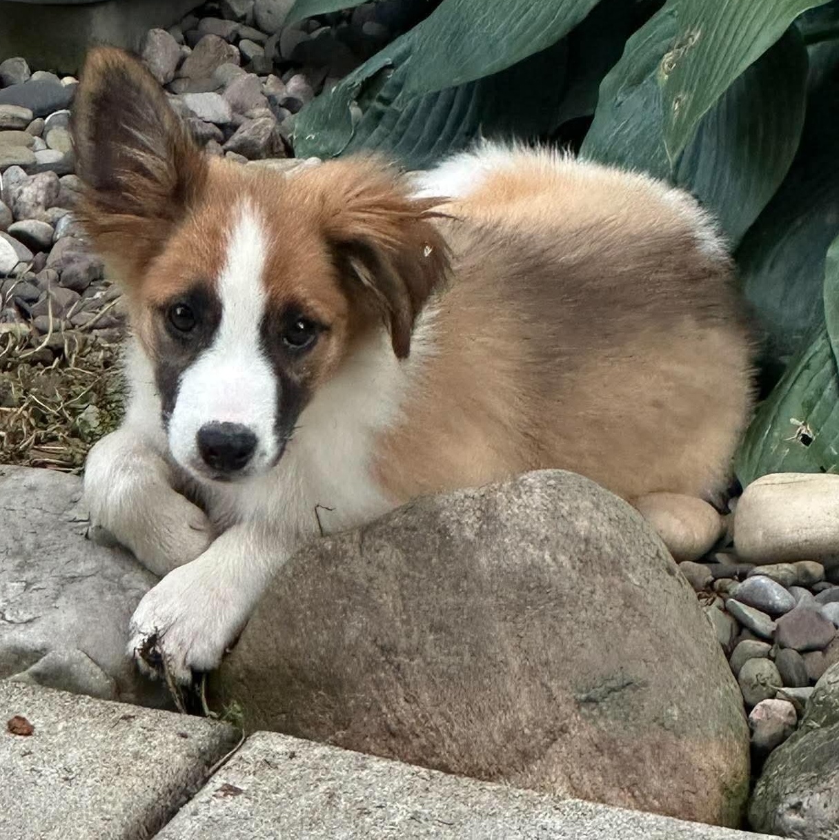 Sherlock, Adoptable, Puppy Male Rough Collie & Australian Shepherd.