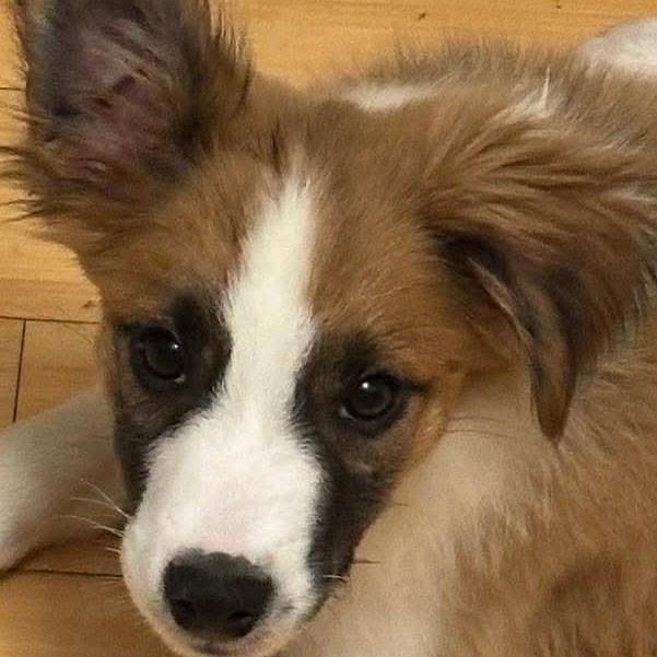 Enlarge Sherlock, a Adoptable mixed breed in Buffalo, NY image 6/6