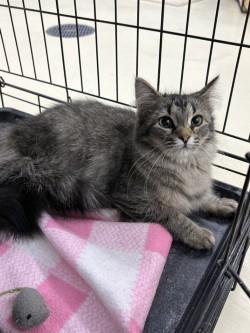 Tulip, adopted, Young Female Domestic Medium Hair.