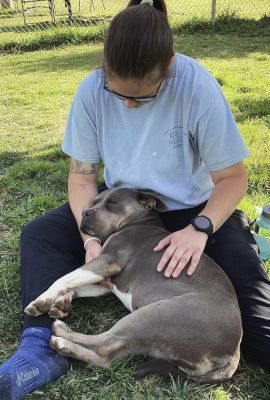 Enlarge Chula, a Adoptable mixed breed in Santa Paula, CA image 11/14