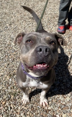 Enlarge Chula, a Adoptable mixed breed in Santa Paula, CA image 12/14