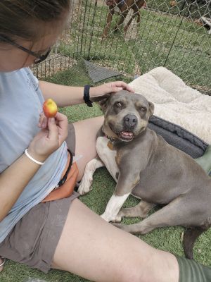 Enlarge Chula, a Adoptable mixed breed in Santa Paula, CA image 13/14