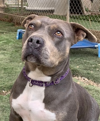 Enlarge Chula, a Adoptable mixed breed in Santa Paula, CA image 14/14