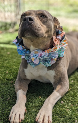 Enlarge Chula, a Adoptable mixed breed in Santa Paula, CA image 10/14