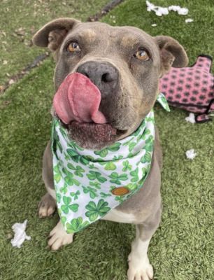 Chula, a Adoptable mixed breed in Santa Paula, CA image 1/14