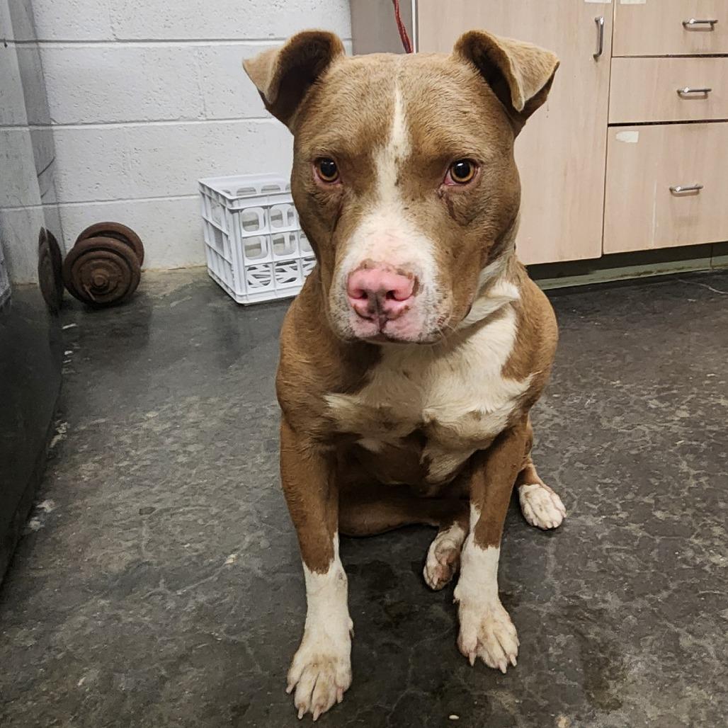 Tobias, Adoptable, Adult Male Pit Bull Terrier.