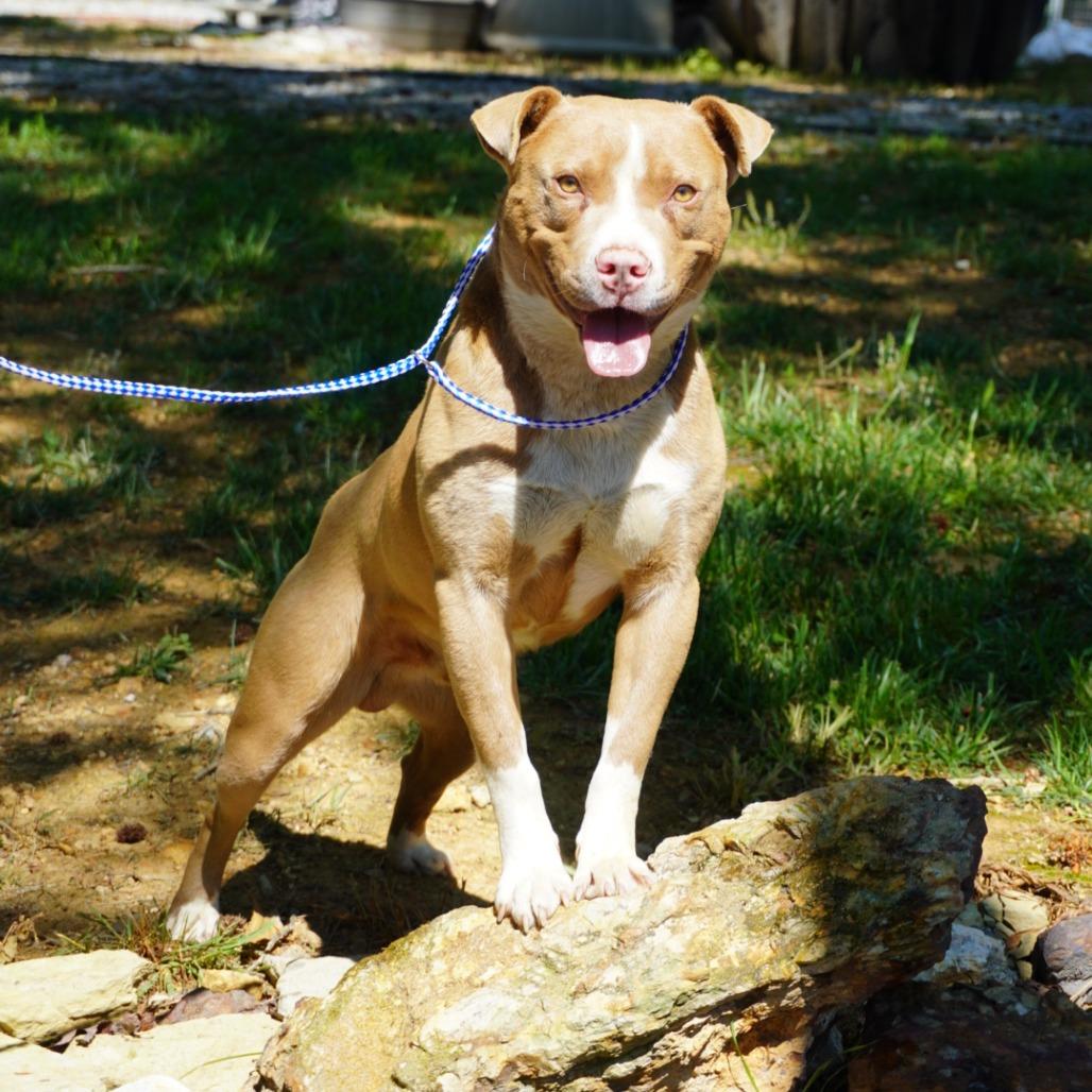 Tobias, a Adoptable Pit Bull Terrier in Evensville, TN image 2/5