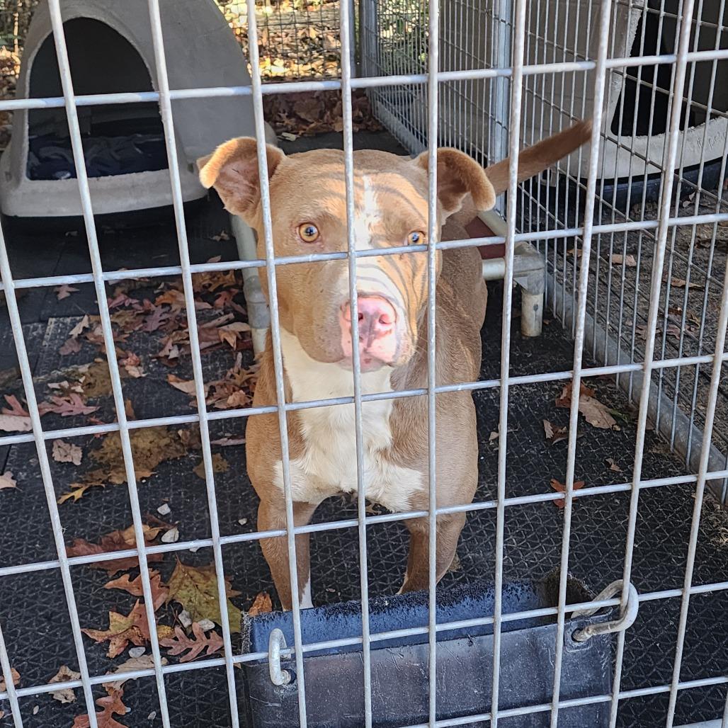 Tobias, a Adoptable Pit Bull Terrier in Evensville, TN image 3/5