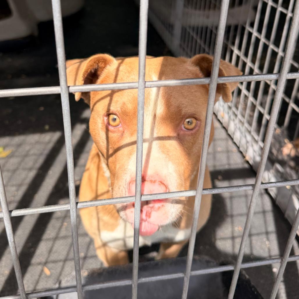 Tobias, a Adoptable Pit Bull Terrier in Evensville, TN image 4/5