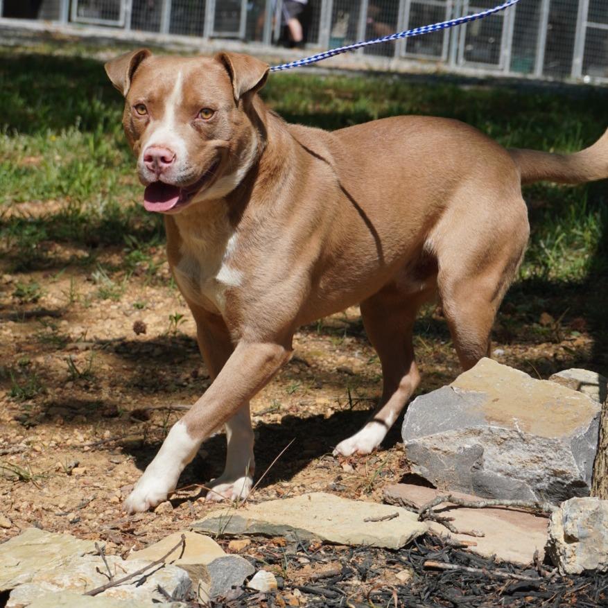 Tobias, a Adoptable Pit Bull Terrier in Evensville, TN image 5/5