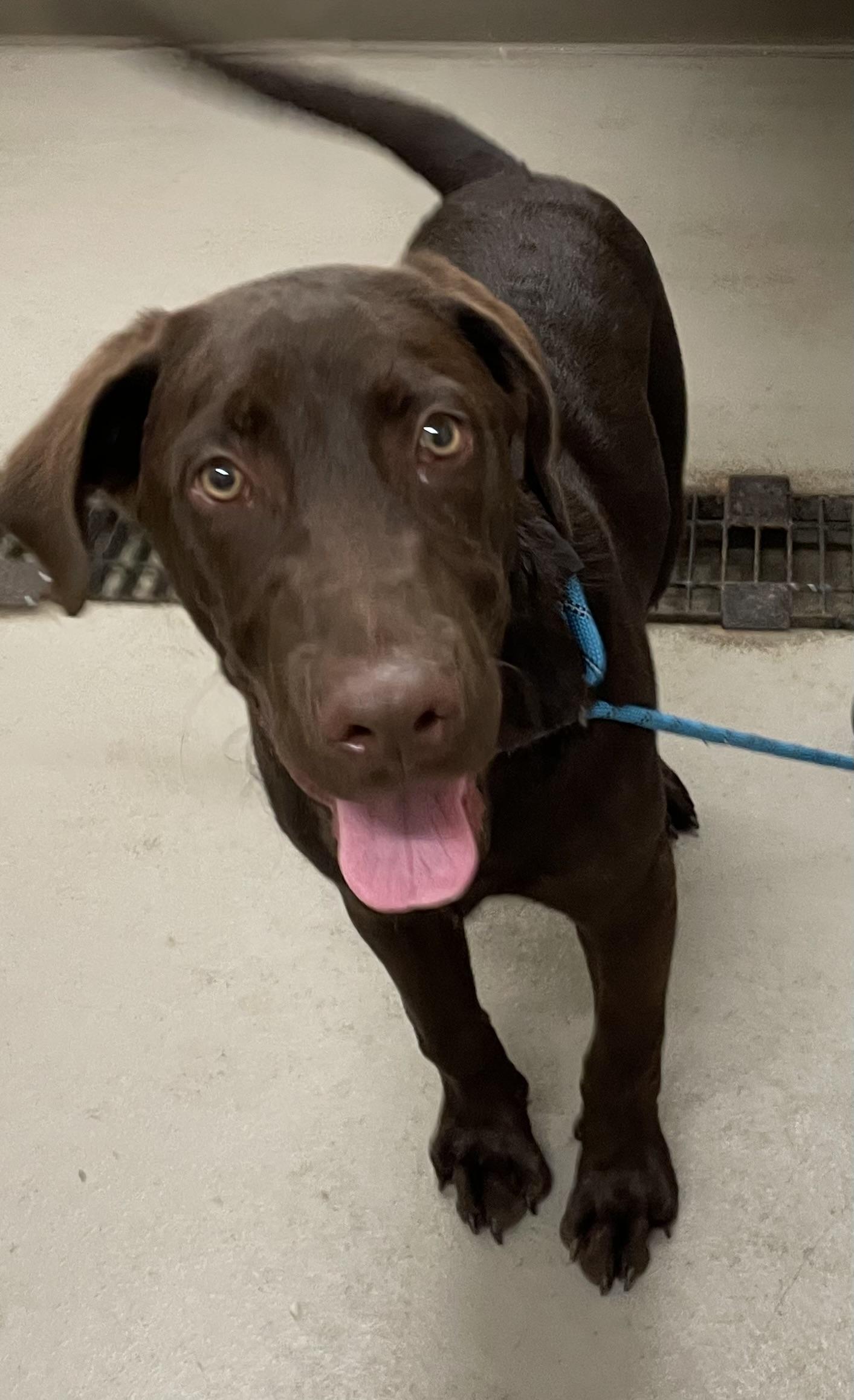 Tigger ADOPTED, adopted, Puppy Male Chocolate Labrador Retriever.