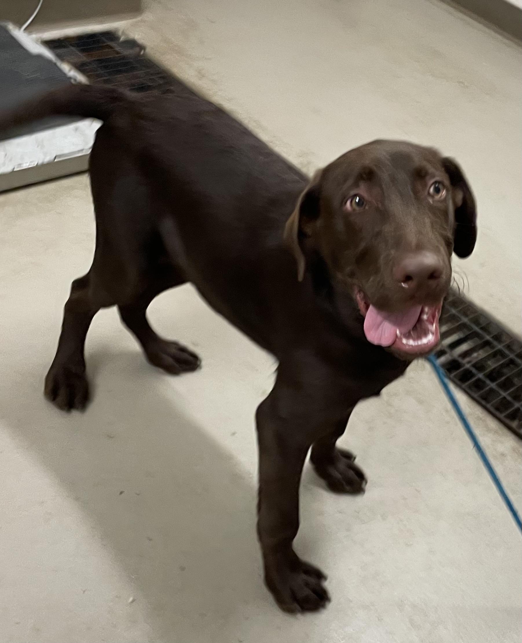 Enlarge Tigger ADOPTED, an adopted mixed breed in Canton, OH image 2/4