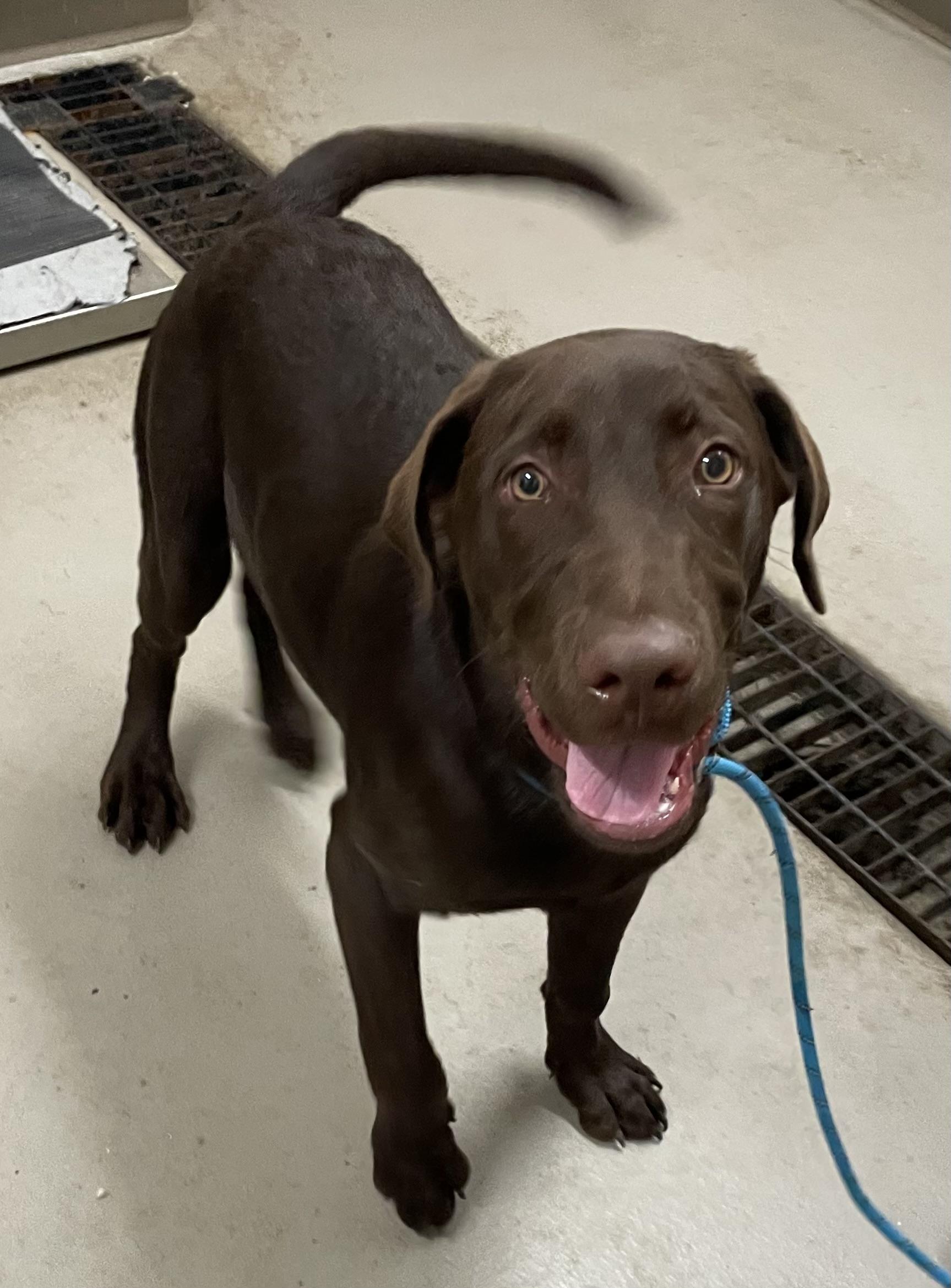 Enlarge Tigger ADOPTED, an adopted mixed breed in Canton, OH image 3/4