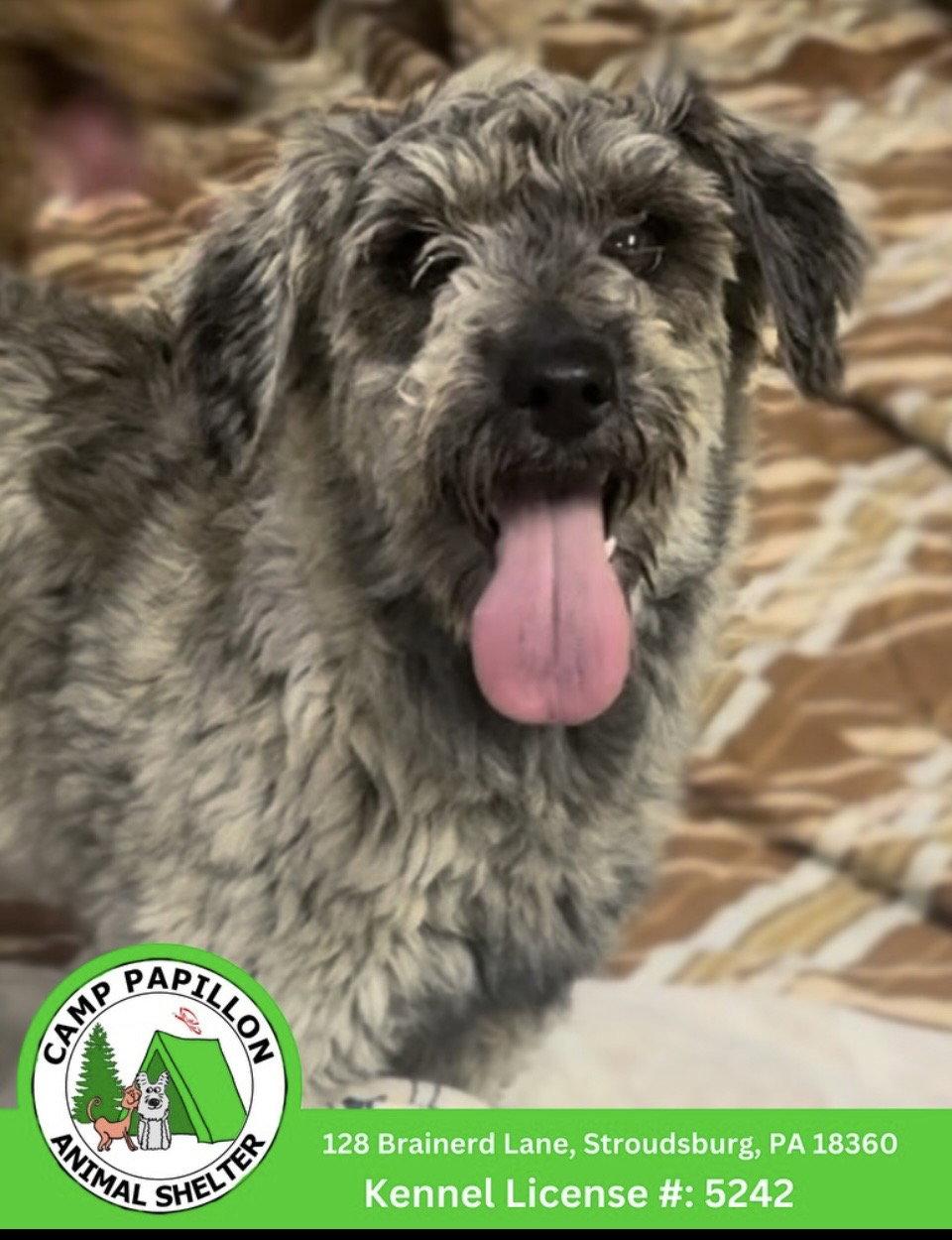 Enlarge Kelly, a Adoptable Schnauzer in Stroudsburg, PA image 1/1