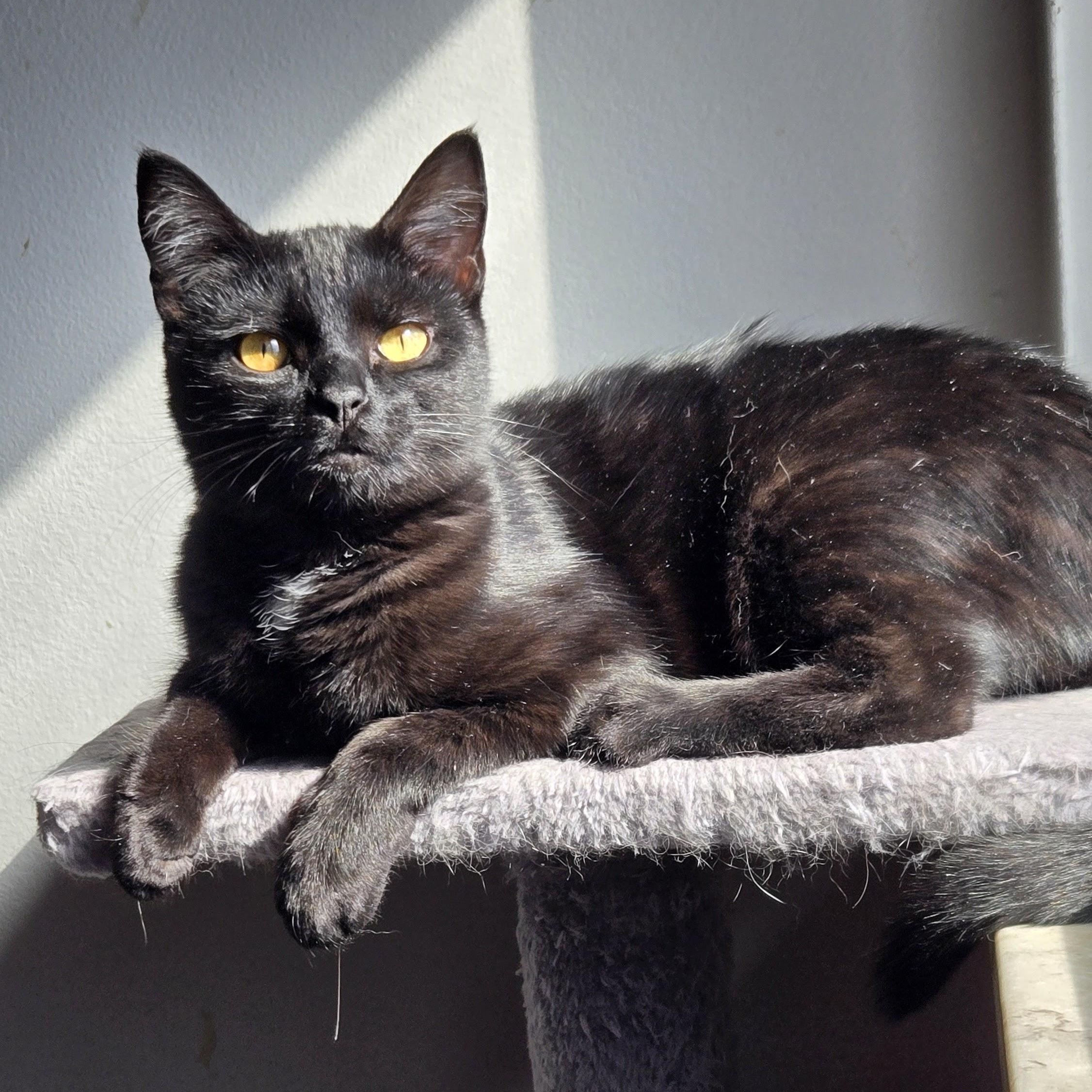 Darlene, Adoptable, Kitten Female Domestic Short Hair.