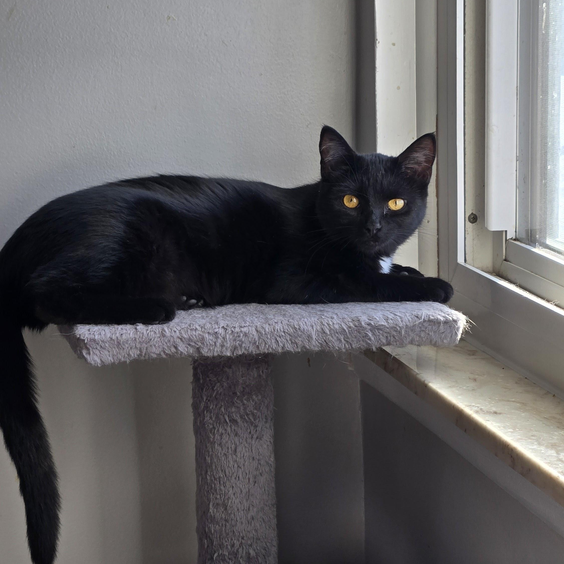 Darlene, a Adoptable Domestic Short Hair in Swartz Creek, MI image 2/2