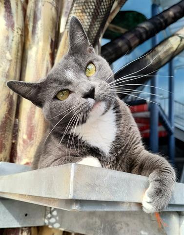 LINDSAY, Adoptable, Young Female Domestic Short Hair.