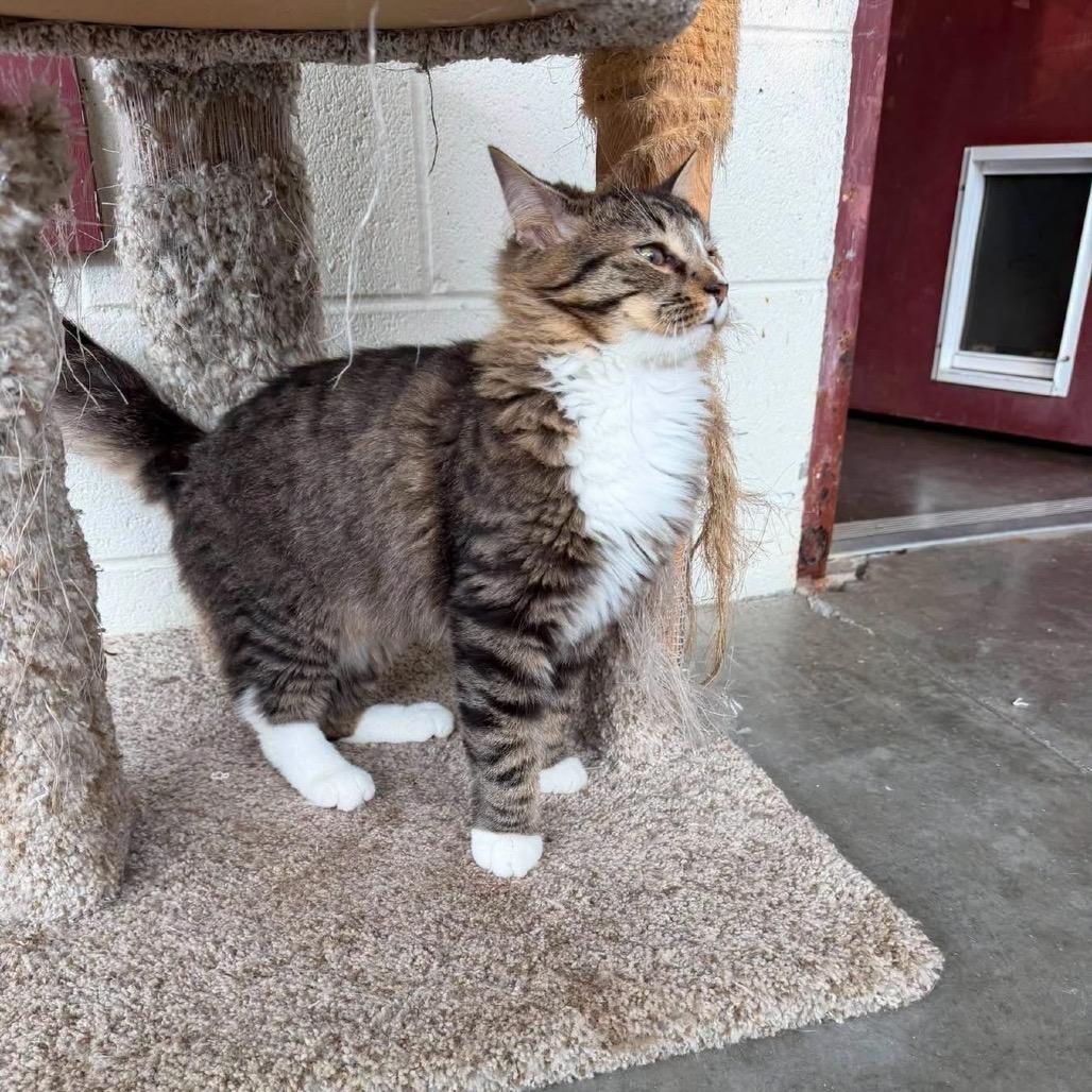 Mikey, Adoptable, Adult Male Domestic Short Hair.