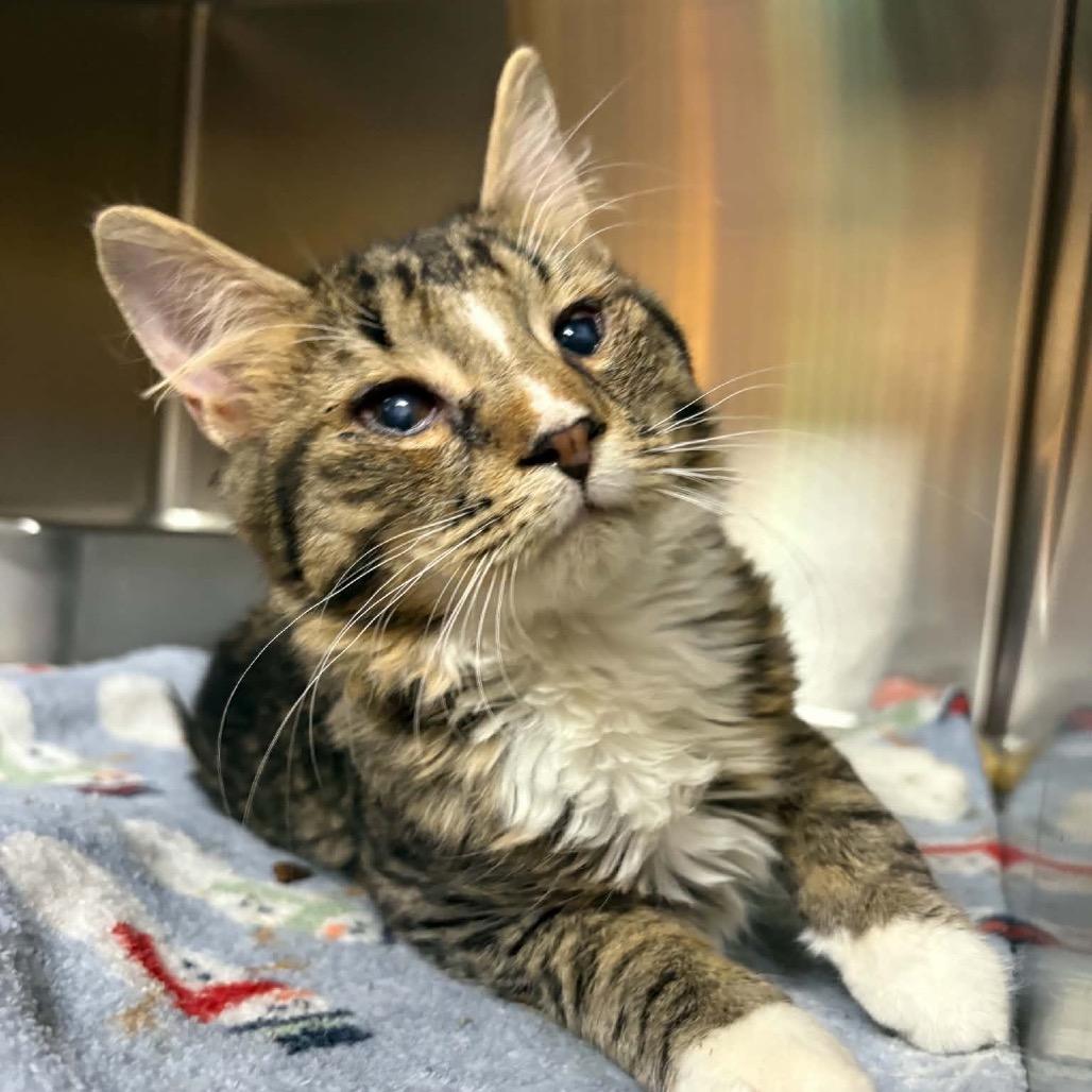 Enlarge Mikey, a Adoptable Domestic Short Hair in Shinnston, WV image 2/2