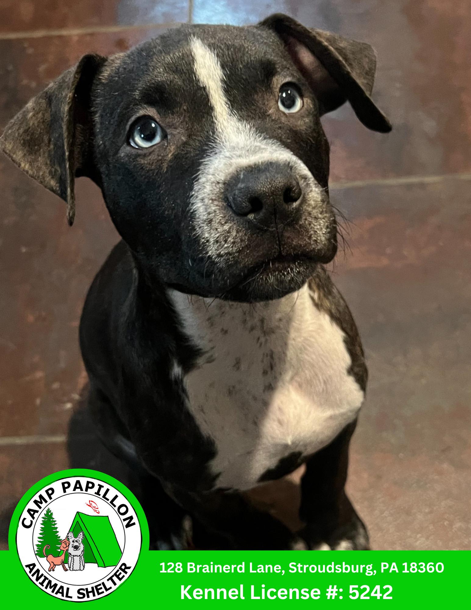 Enlarge Charlston, a Adoptable Pit Bull Terrier in Stroudsburg, PA image 1/1
