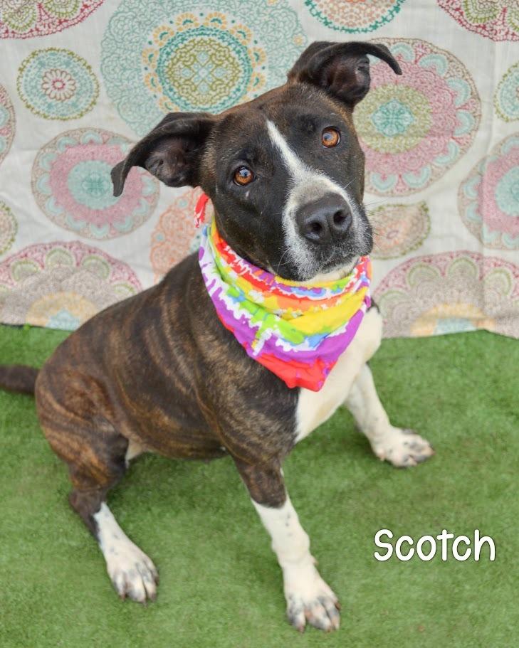 Scotch, Adoptable, Young Female Pit Bull Terrier.