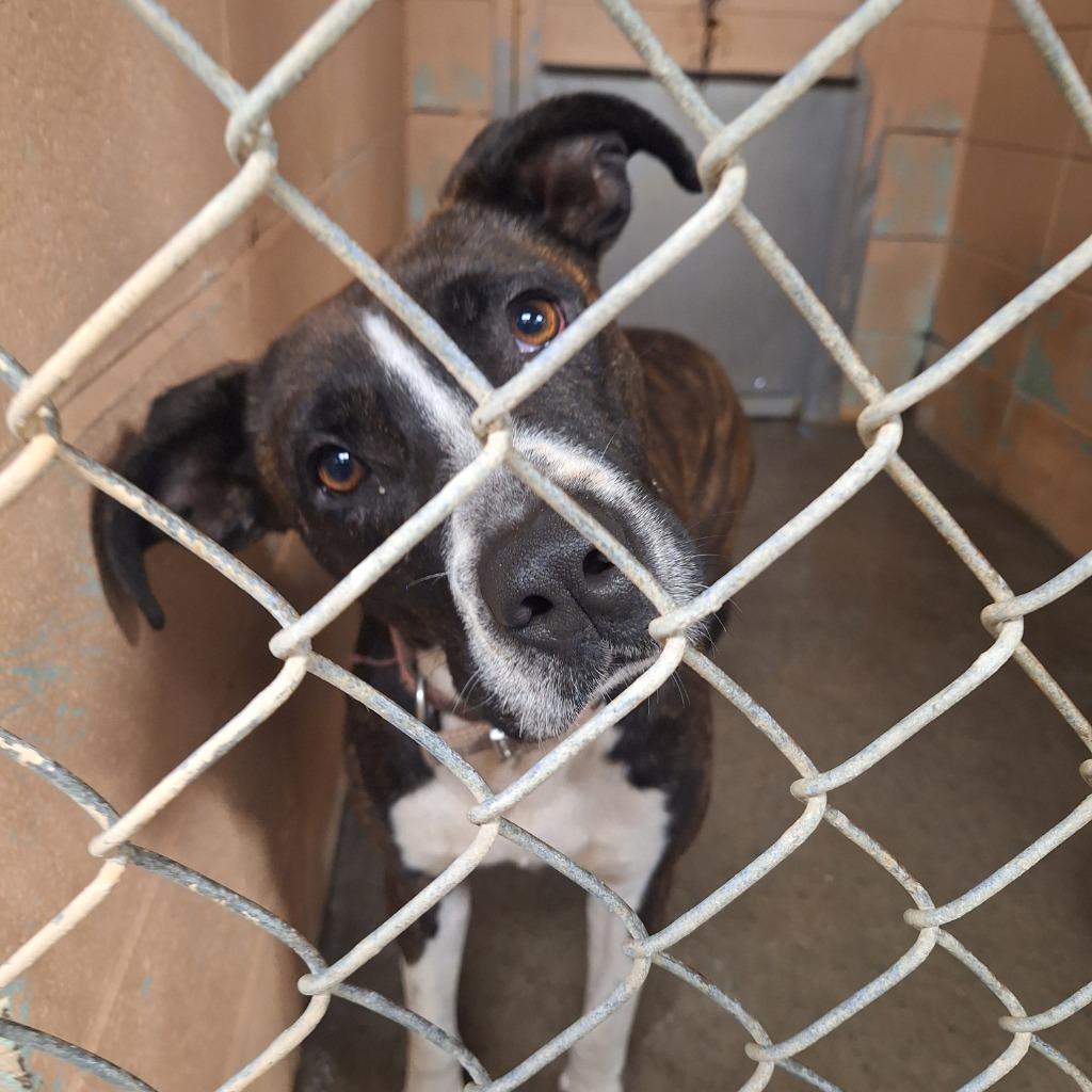 Enlarge Scotch, a Adoptable Pit Bull Terrier in Gautier, MS image 2/2