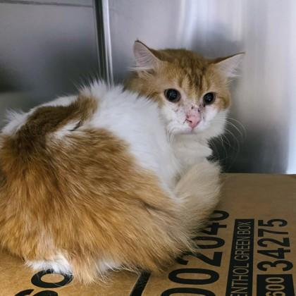 Santino, Adoptable, Adult Male Domestic Short Hair & Domestic Short Hair.