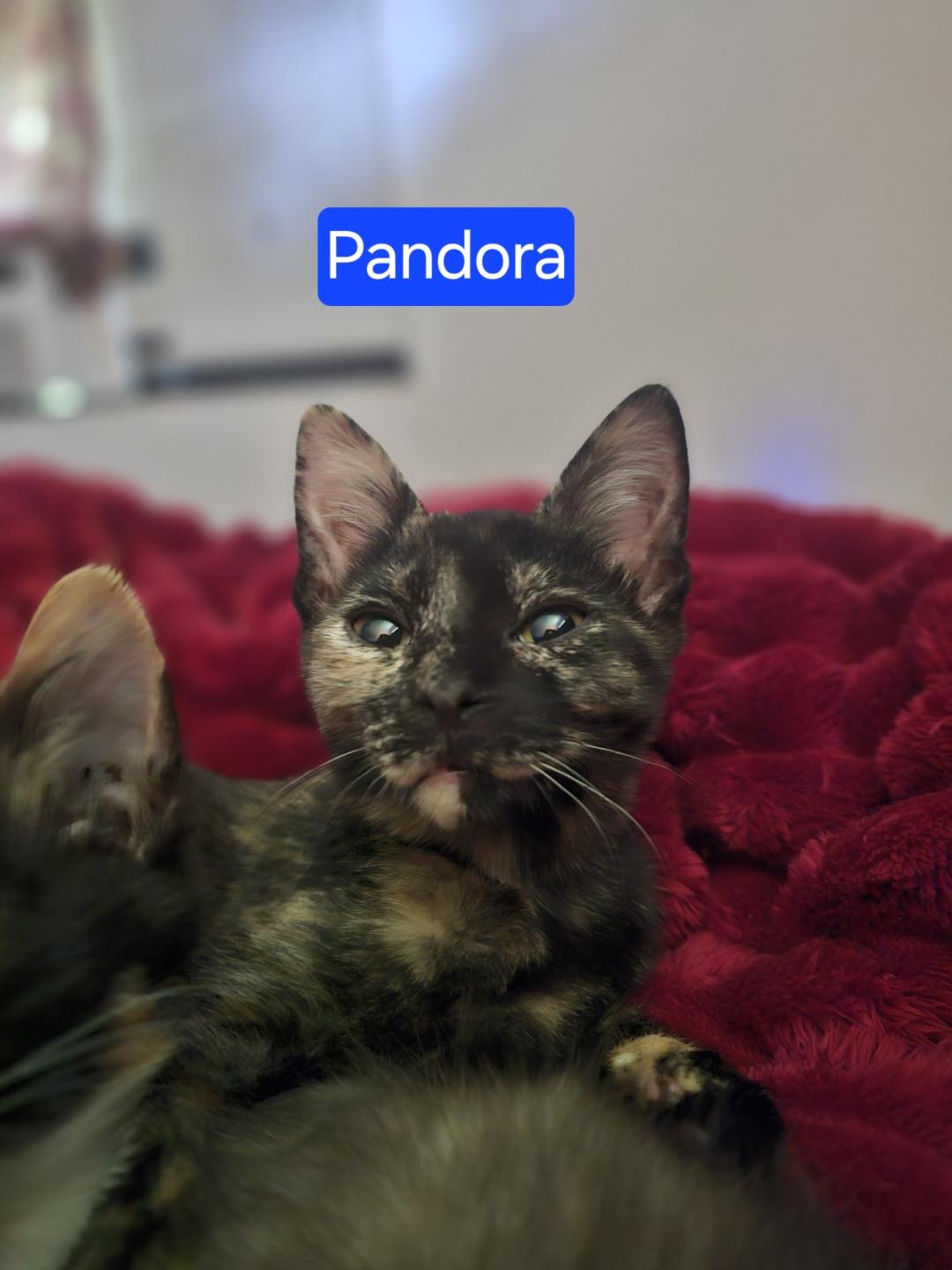 Pandora
