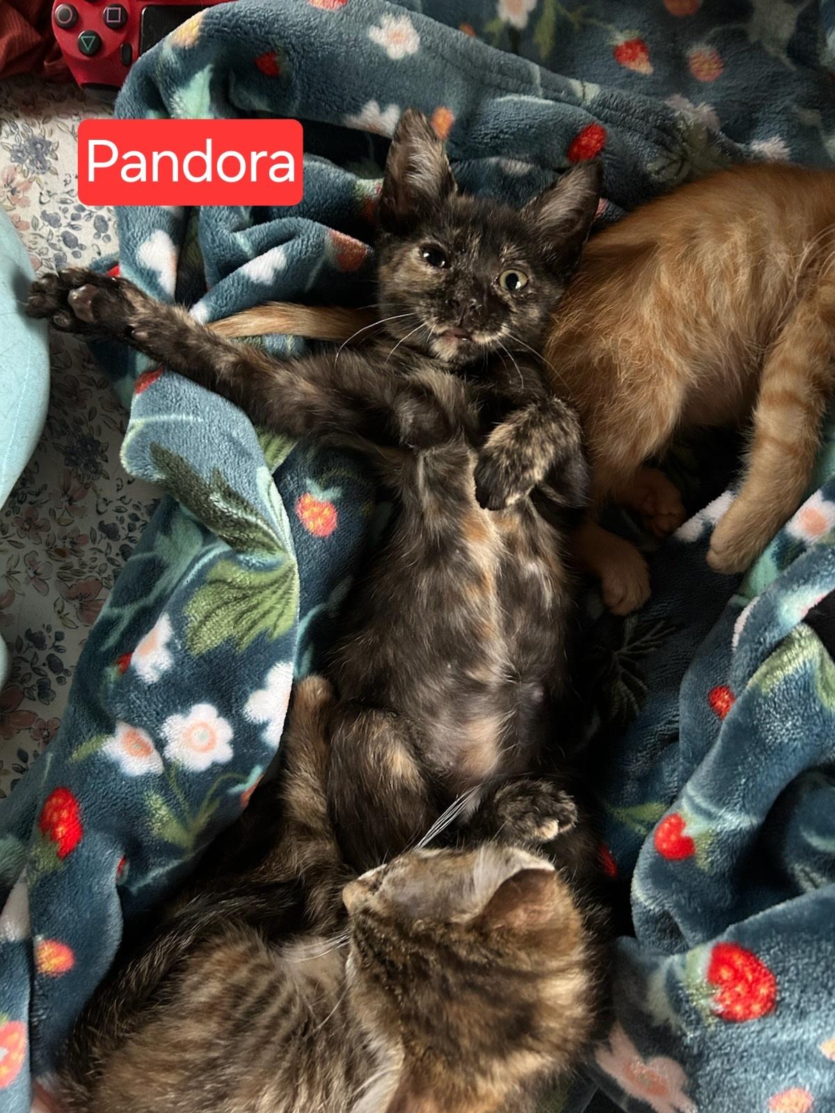 Pandora