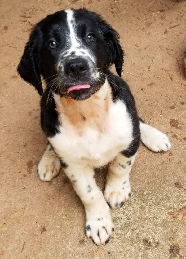 Ravioli, an adoptable Labradoodle in Greensboro, GA, 30642 | Photo Image 5