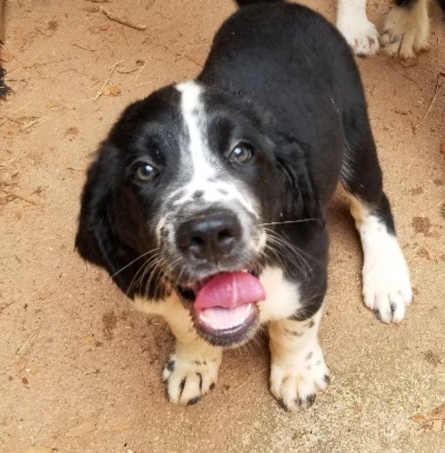 Ravioli, an adoptable Labradoodle in Greensboro, GA, 30642 | Photo Image 3